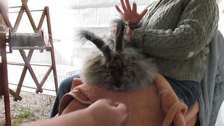 Angora rabbit spinning, NOT what PETA claims