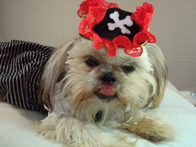 ✂  Pirate Costume Idea (Pt 1.3) : 15 Min DIY Tricorn Pirates Dog Hat for Halloween Party ♡