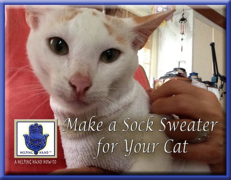 How to Make a Sock Sweater for Your Cat (No Sewing)