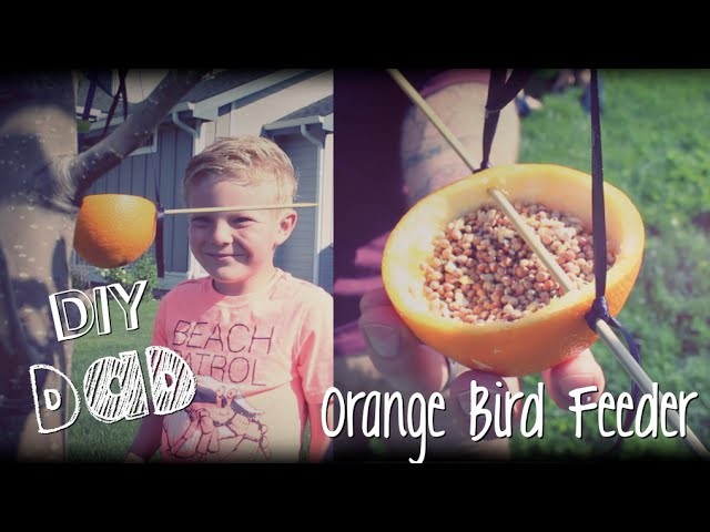 HOW TO FEED BIRDS | DIY Dad: epoddle