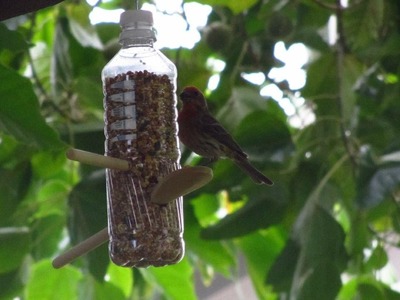How to Make a Homemade Bird Feeder from Water Bottles - Child Crafting with Bain