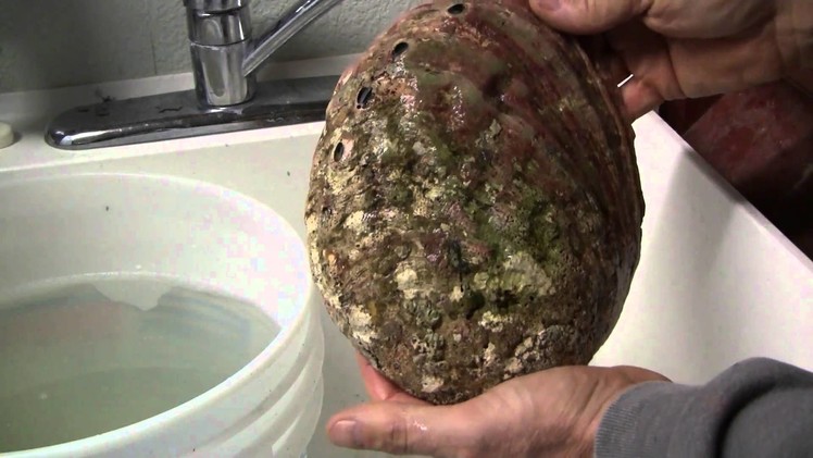 Cleaning abalone shells