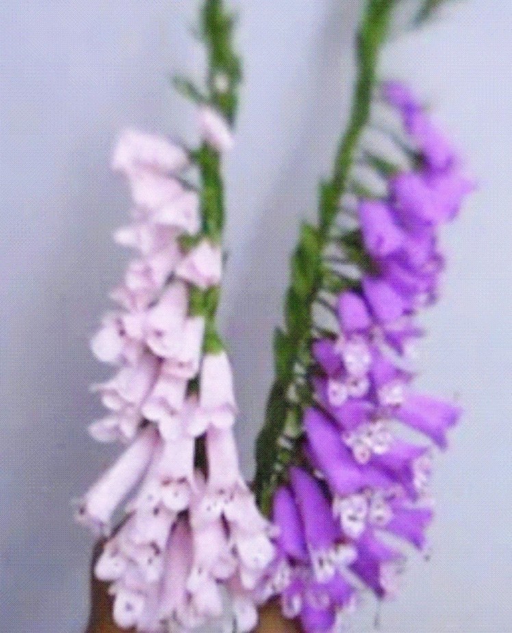 Paper Flower - Foxgloves. Digitalis