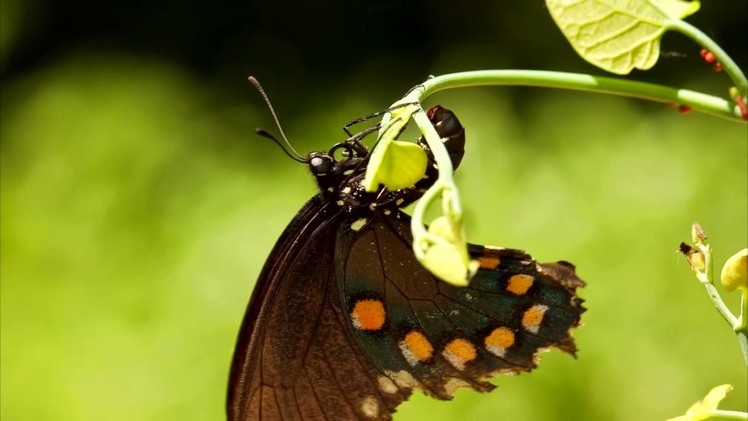 Pipevine Swallowtail Butterfly laying eggs.