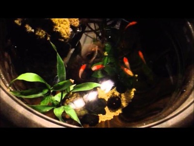 Cool DIY small Indoor Pond for less than 100$ with Goldfish