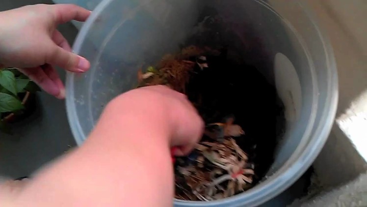 Using Our DIY Apartment Compost Bin