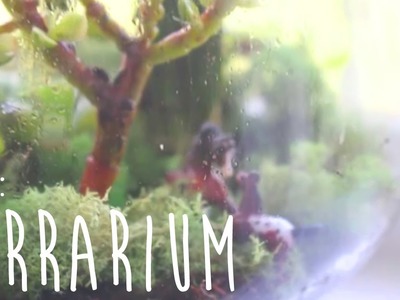 ♡DIY Room Decor :: Terrarium♡