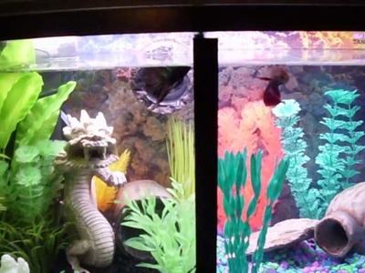 Awesome,Two Betta fish trained to jump for food in split tank.Quick video,DIY Tutorial coming soon