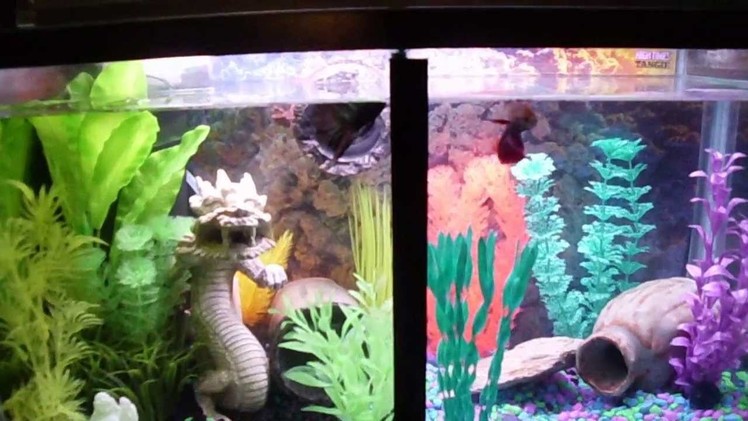 Awesome,Two Betta fish trained to jump for food in split tank.Quick video,DIY Tutorial coming soon