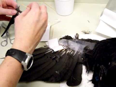 Stage Two of Imping Feathers: Gluing the new feathers