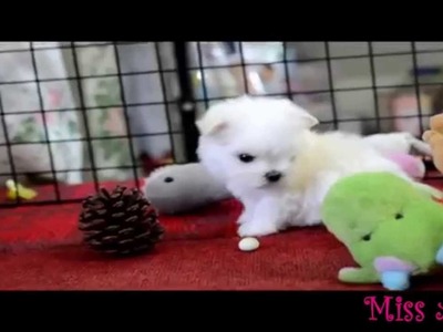 Tiny White Puppy Playing With Toys