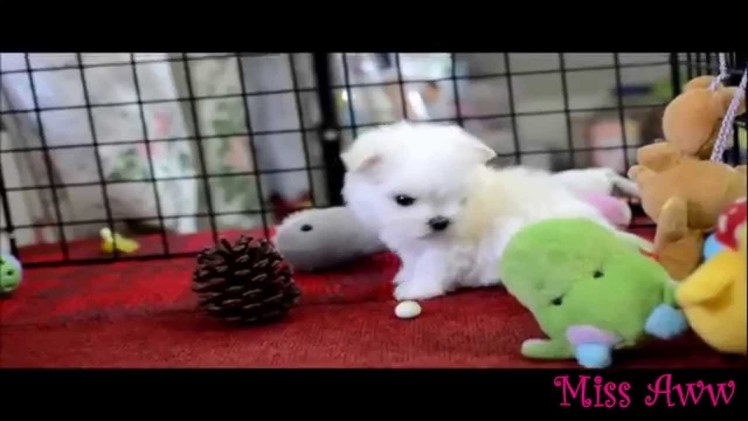 Tiny White Puppy Playing With Toys