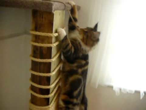Climbing Cat, DIY Scratch Post, climbing frame