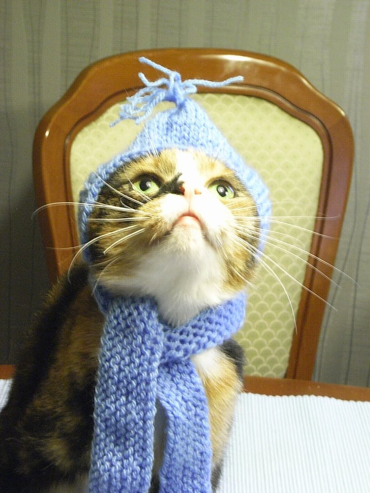 Dog Fashion*Hunde Mütze mit Schal*Dogs cap with scarf knitting*Dog Fashion*Tutorial Handarbeit