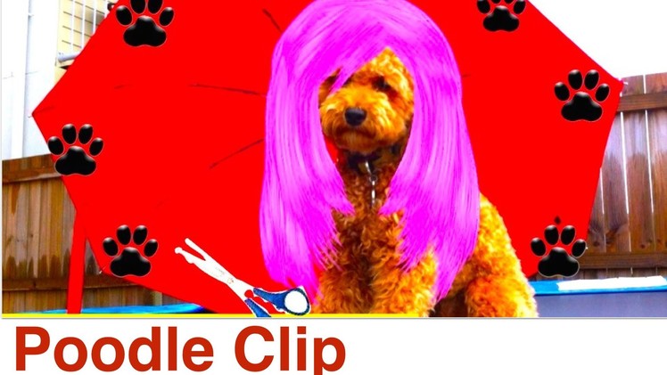 Poodle Clip & Groom at home- DIY Dog Grooming.Hygiene- a tutorial by Cooking For Dogs