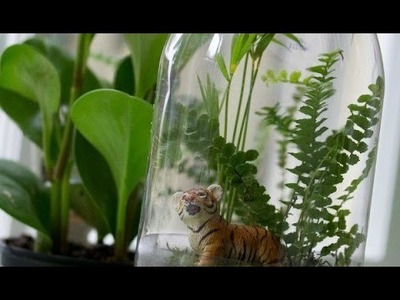 Rainforest in a Bottle