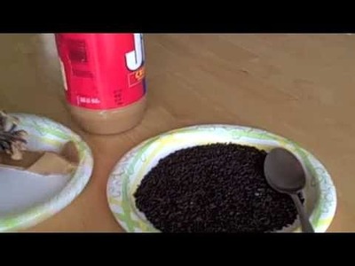 How to Make a Pine Cone Bird Feeder