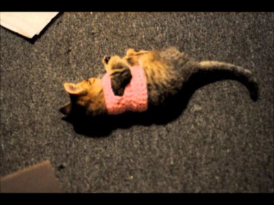 Kitten's Pink Sweater