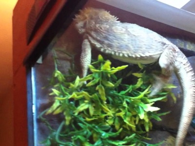 Bearded dragon vivarium