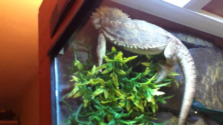 Bearded dragon vivarium