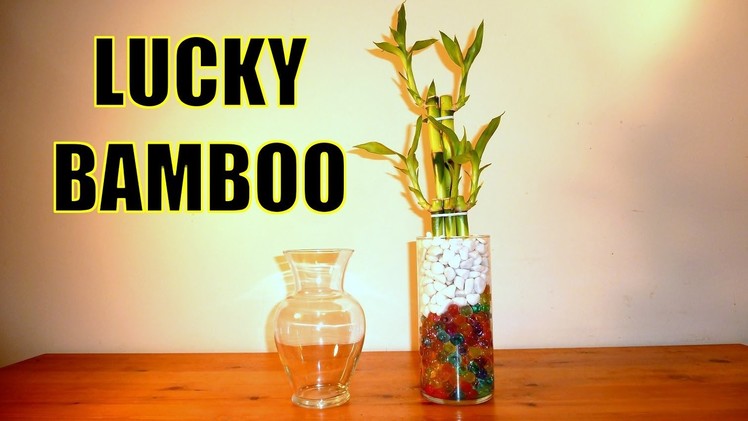 Lucky Bamboo Arrangements WIth Crystal Ball Beads | All you Need to Know About Lucky Bamboo