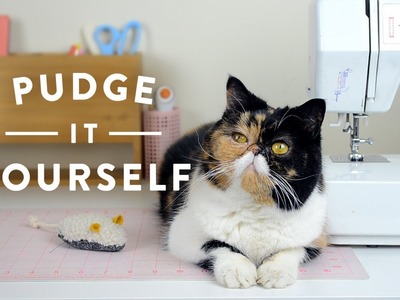 Pudge it Yourself: Weekly DIY Crafts with Pudge the Cat
