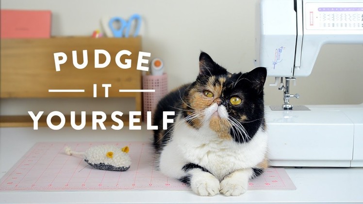 Pudge it Yourself: Weekly DIY Crafts with Pudge the Cat