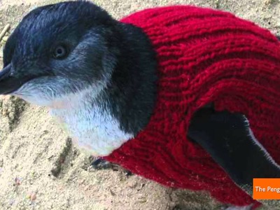 Adorable Penguin Sweaters Save Birds Trapped in Oil Spills