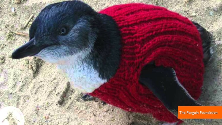Adorable Penguin Sweaters Save Birds Trapped in Oil Spills