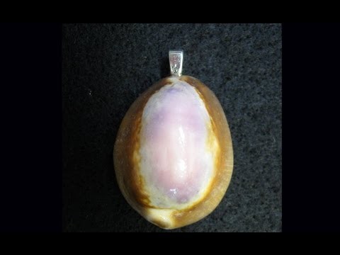 Seashell Pendant  Craft with Nature