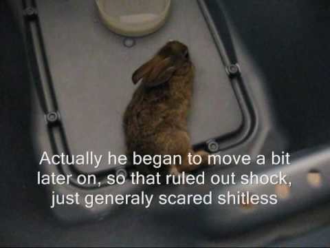 Born Free!!! - The Little Cotton Tail Rabbit That Could