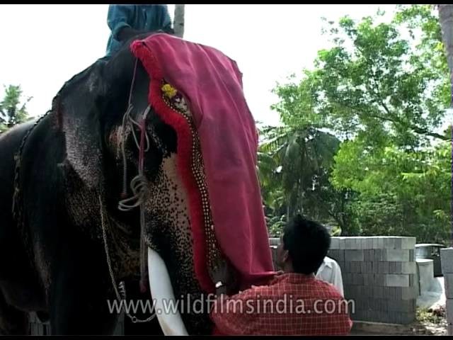 DIY for dressing up an elephant, Kochi