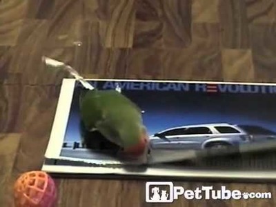 Bird Makes Feather Extensions- PetTube