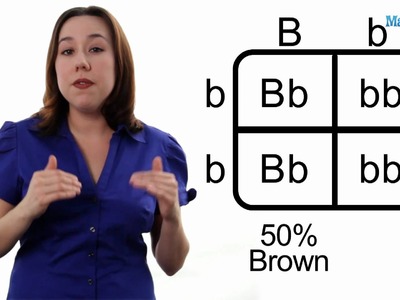 Learn Biology: How to Draw a Punnett Square