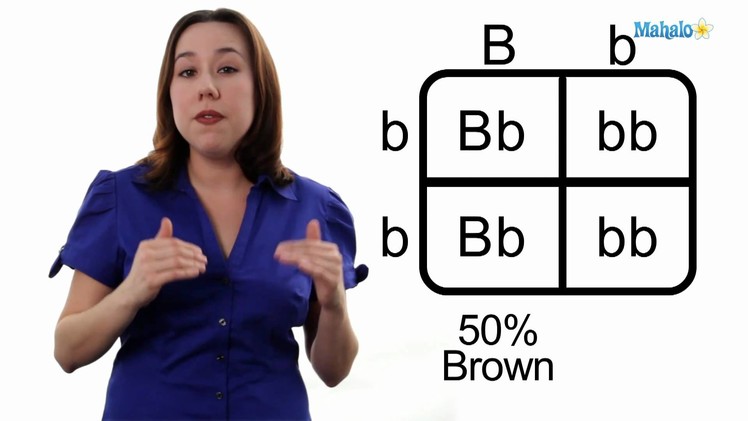Learn Biology: How to Draw a Punnett Square