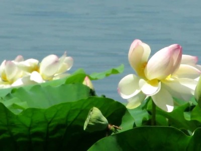 Lotus Flower Dance