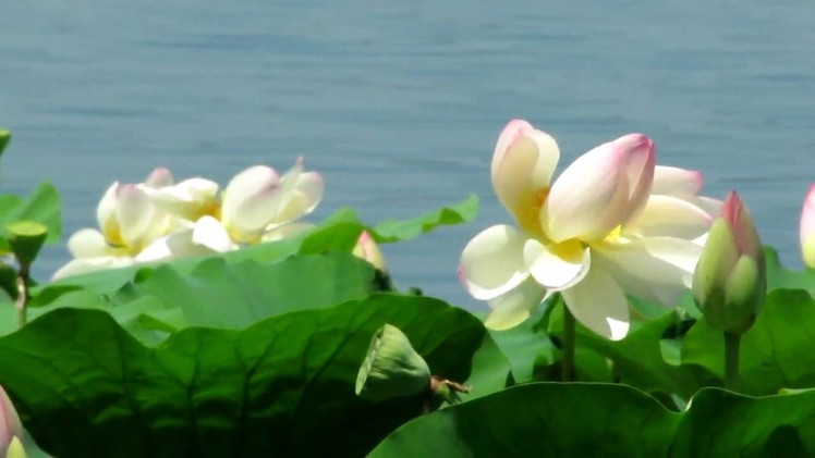 Lotus Flower Dance