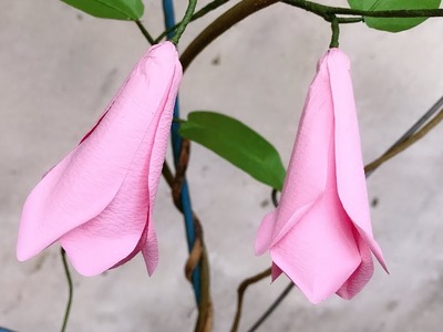 ABC TV | How To Make Lapageria Rosea Paper Flower - Craft Tutorial