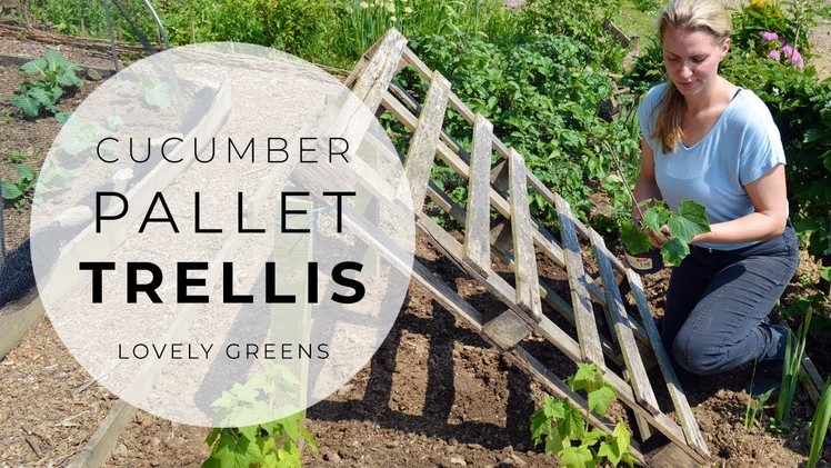 Cucumber Pallet Trellis & new plants for the Veggie Garden