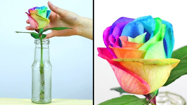 DIY Craft Ideas | DIY Rainbow Roses - Room Decor Ideas by Bubbles