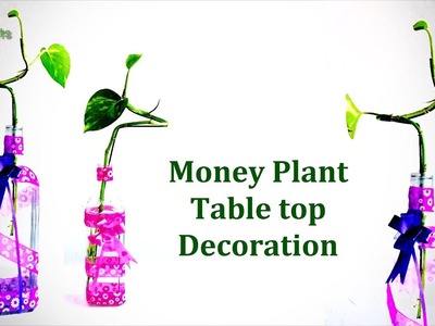 How to Grow Money Plant in Bottle | Money Plant Table top Decoration | Money plant.GREEN PLANTS