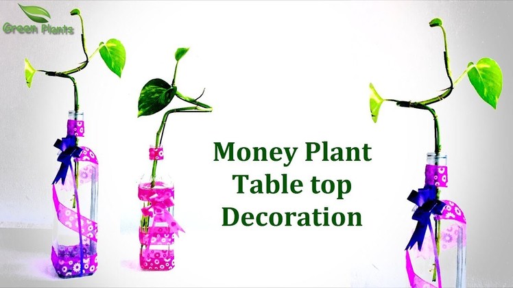 How to Grow Money Plant in Bottle | Money Plant Table top Decoration | Money plant.GREEN PLANTS