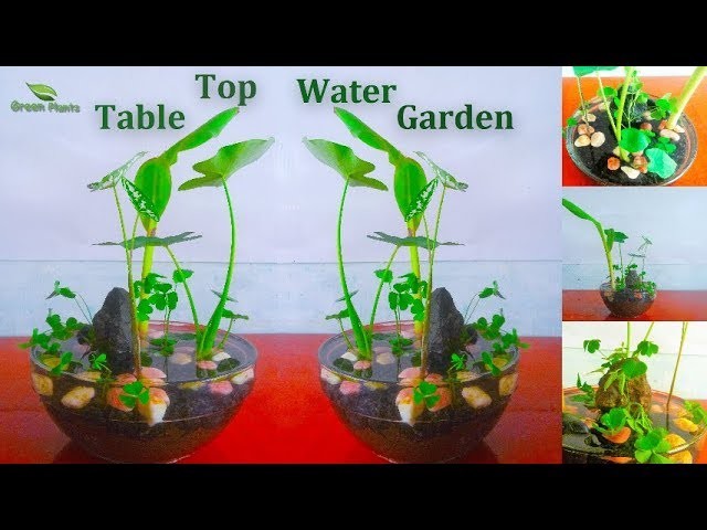 Table Top Water Garden Pond |  Small Water Garden.GREN PLANTS