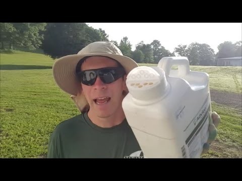 How to Control Fire Ants in the Lawn - NO ANTS IN MY YARD