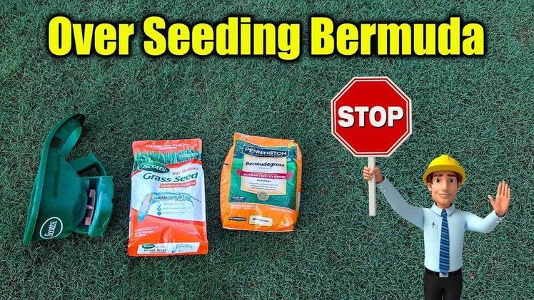 Overseed Bermuda Lawn - Why You Should Not
