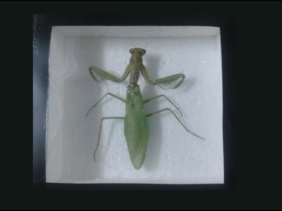 How to Pin and Frame an Insect for collection