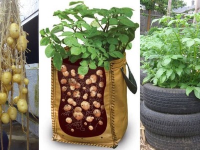 8 Ways to Grow Tons of Potatoes No Matter Where You Live