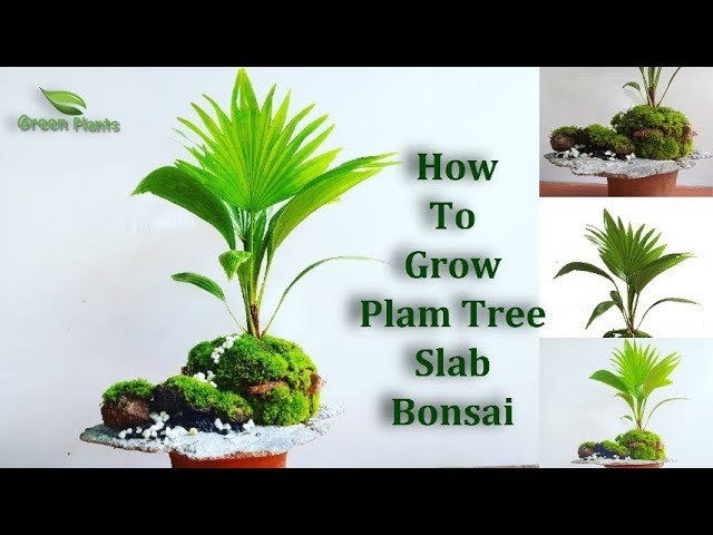How To Grow Palm Tree Bonsai | palm Bonsai Slab Planting | Bonsai Guide for Beginners.GREEN PLANTS