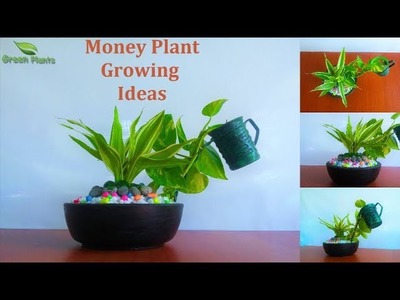 Money plant with Lucky Bamboo | Money Plant Growing Ideas | money plants decoration.GREEN PLANTS