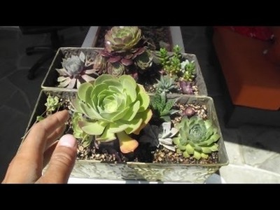 How to grow Baby Cactus and Succulents from Leaves! Works every time!